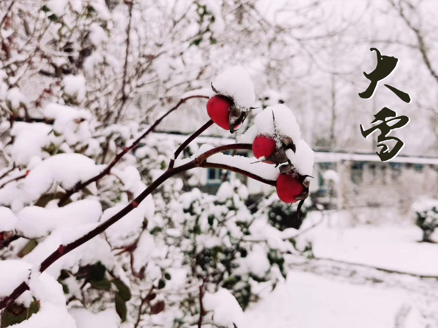 大雪 ▎萬(wàn)象曉一色，皓然天地中