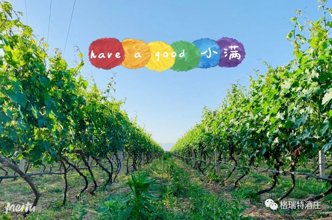 記錄小滿時(shí)節(jié)的酒莊、怎一美字了得！