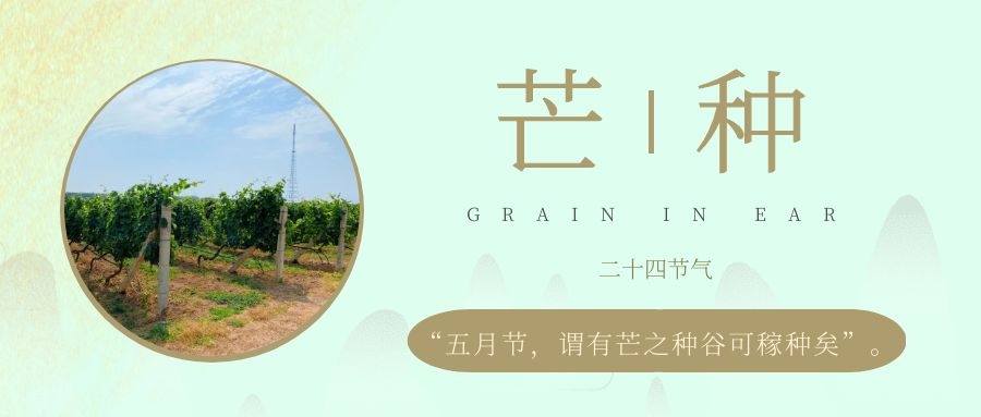 芒種 ▎風吹葡園浪，蟬鳴夏始忙