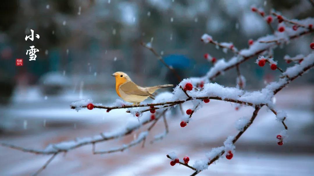 小雪 ▎等一地雪白，與歲月慢酌
