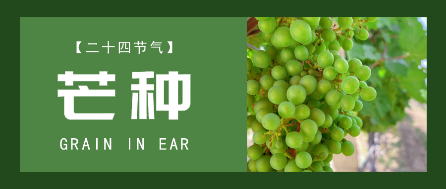 芒種 ▎忙終有獲，種得其所