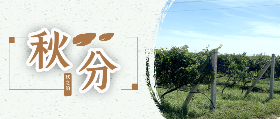 秋分 ▎秋分載萬物，葡園話豐收