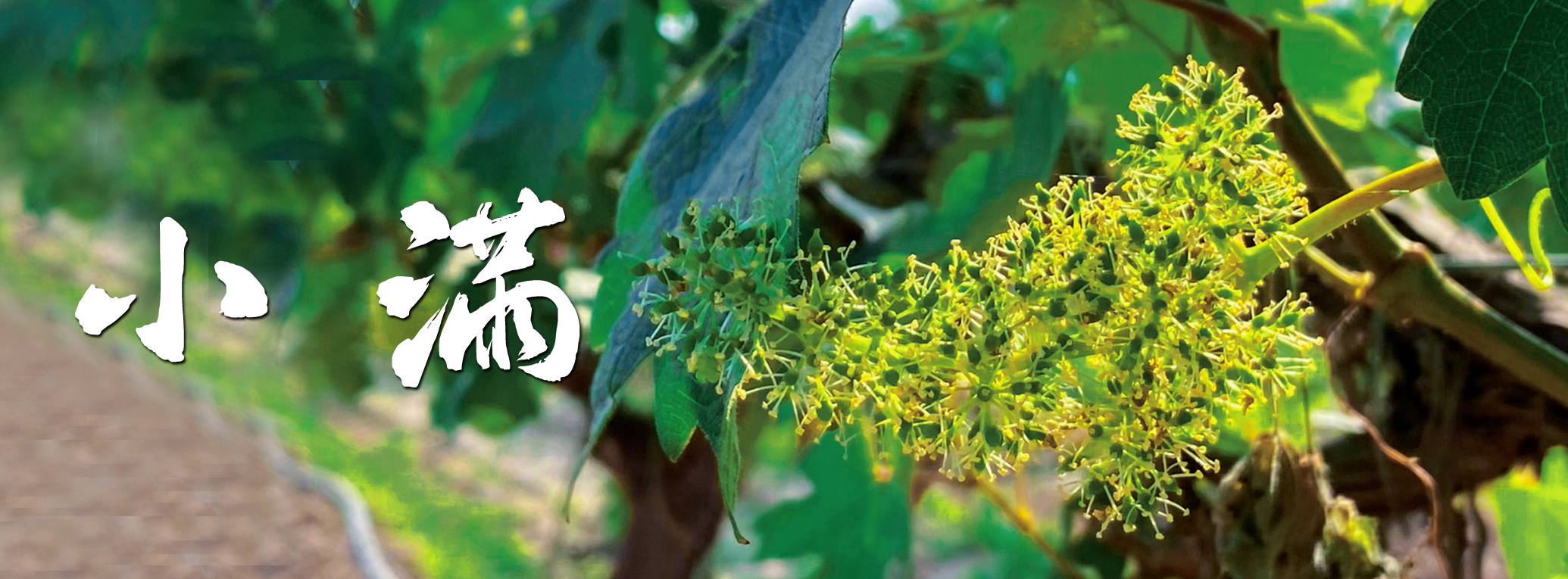 小滿(mǎn) ▎萬(wàn)物漸盈滿(mǎn) 葡園綠意濃