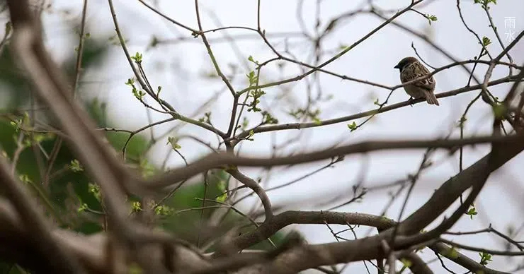 雨水||絲絲春雨潤(rùn)萬(wàn)物，杯杯美酒暖人心