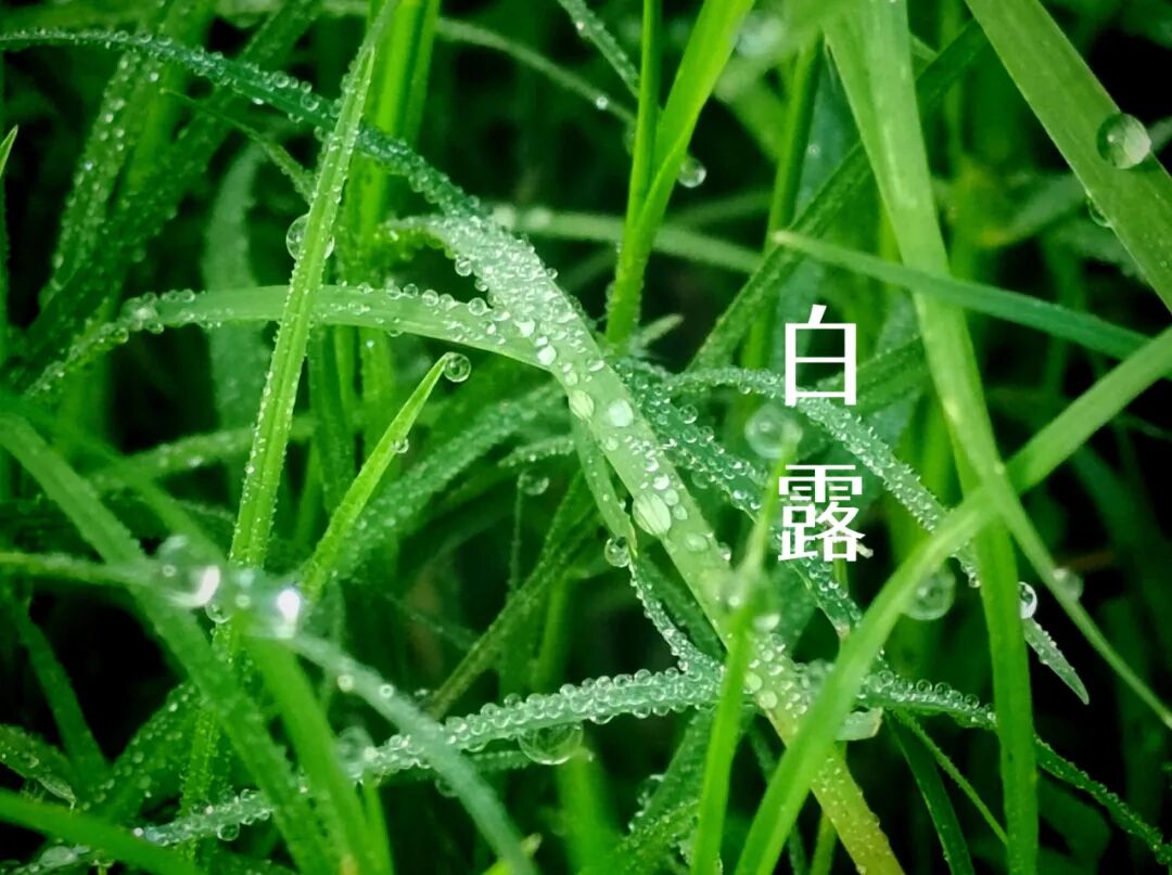 白露||霜凝秋意心自閑，歲月靜美福滿園